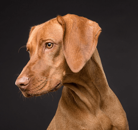 dog blog home