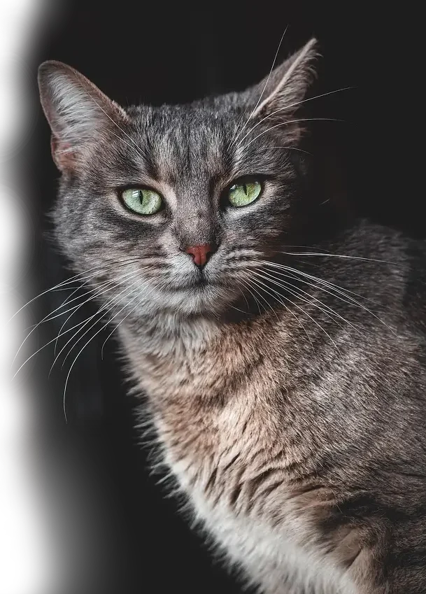 gato